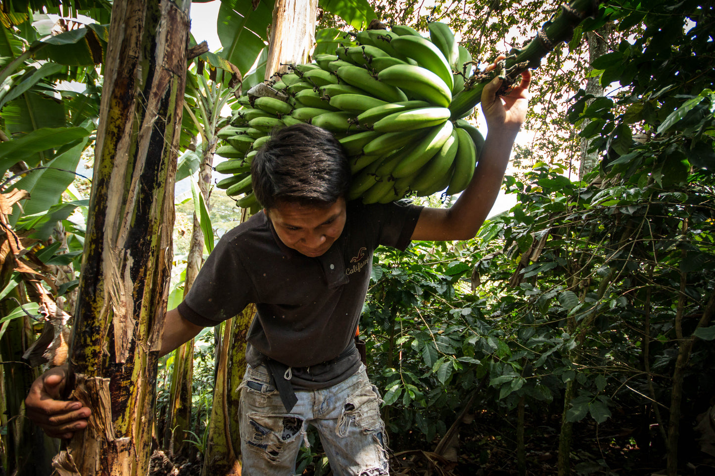 2GO! ® Organic Dried Bananas