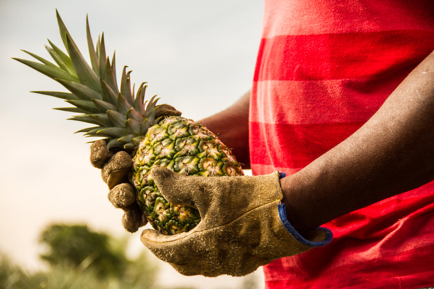 2GO!®  Organic Dried Pineapple